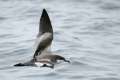 Buller's Shearwater